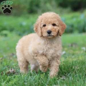 Kyle, Mini Goldendoodle Puppy