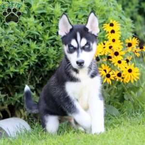 Kyle, Siberian Husky Puppy