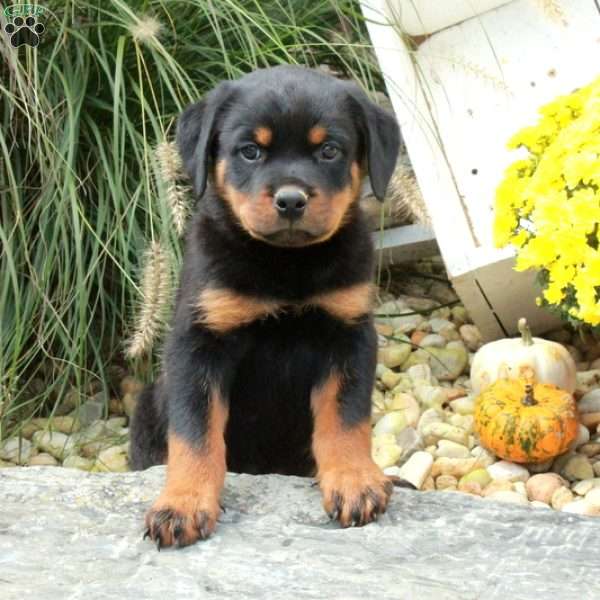 Kylo, Rottweiler Puppy