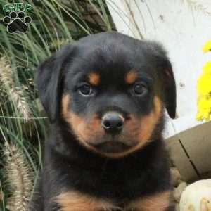 Kylo, Rottweiler Puppy
