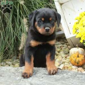 Kylo, Rottweiler Puppy