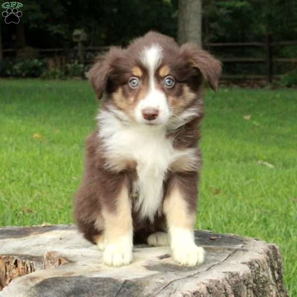 Lacey, Australian Shepherd Puppy