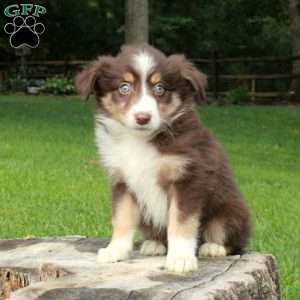 Lacey, Australian Shepherd Puppy
