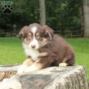 Lacey, Australian Shepherd Puppy