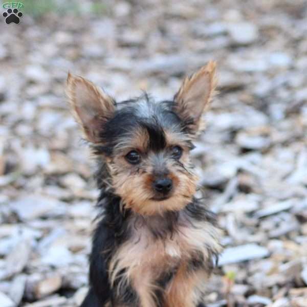 Ladigo, Yorkie Puppy