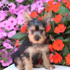 Ladigo, Yorkie Puppy