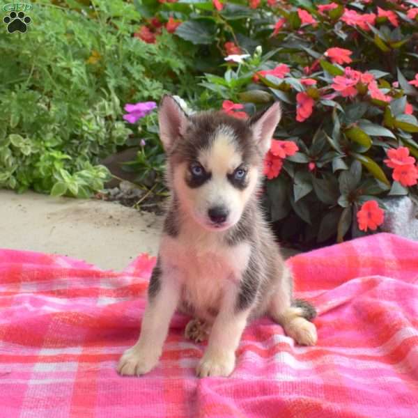 Lamar, Siberian Husky Puppy