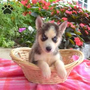 Lamar, Siberian Husky Puppy