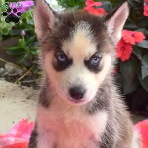 Lamar, Siberian Husky Puppy