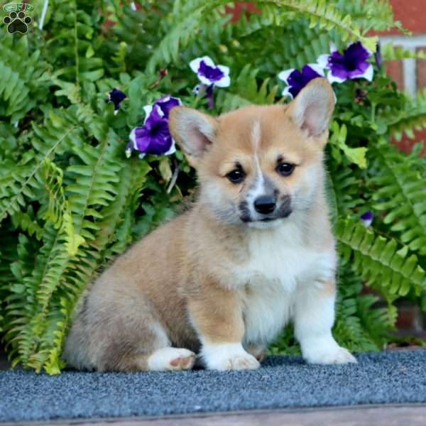 Lamar, Pembroke Welsh Corgi Puppy