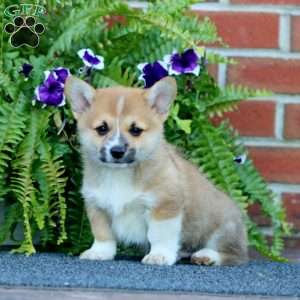 Lamar, Pembroke Welsh Corgi Puppy