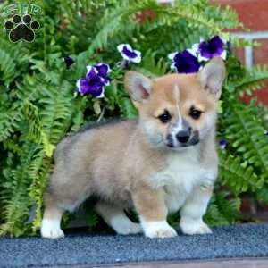 Lamar, Pembroke Welsh Corgi Puppy