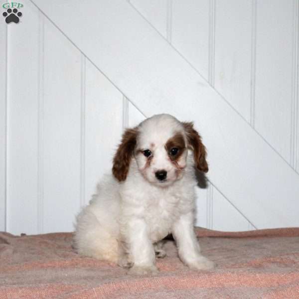 Landon, Cavapoo Puppy