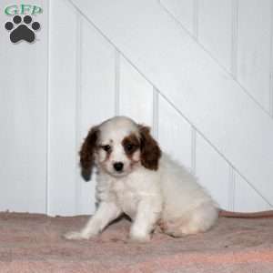 Landon, Cavapoo Puppy