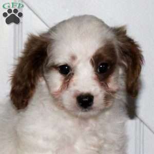 Landon, Cavapoo Puppy