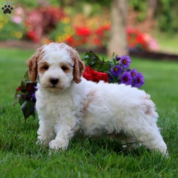 Landon, Cavapoo Puppy