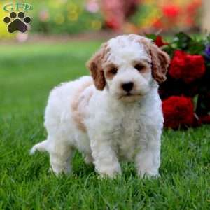 Landon, Cavapoo Puppy