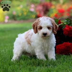Landon, Cavapoo Puppy