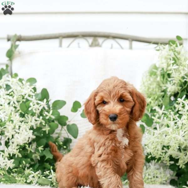 Landon F1BB, Mini Goldendoodle Puppy