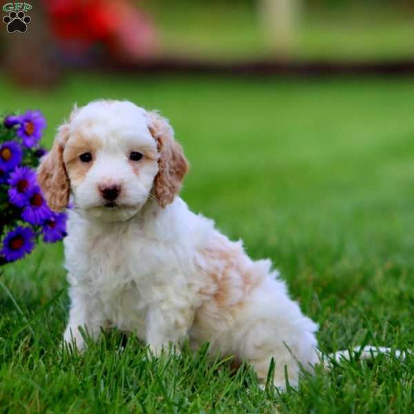 Lane, Cavapoo Puppy