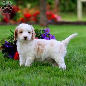 Lane, Cavapoo Puppy