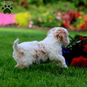 Lane, Cavapoo Puppy