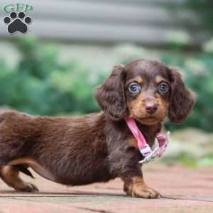 Lanie, Dachshund Puppy