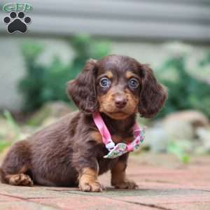 Lanie, Dachshund Puppy