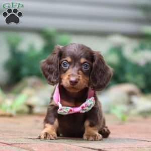 Lanie, Dachshund Puppy