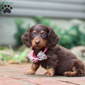 Lanie, Dachshund Puppy