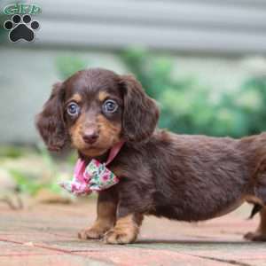 Lanie, Dachshund Puppy