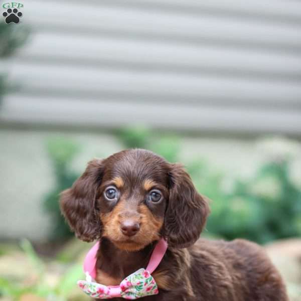 Lanie, Dachshund Puppy