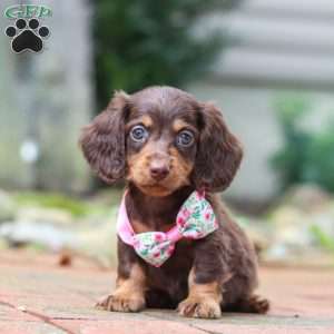 Lanie, Dachshund Puppy