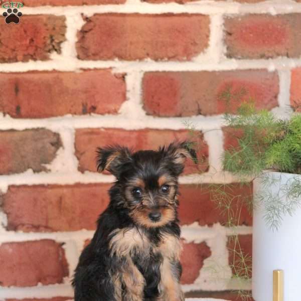 Lasso, Yorkie Puppy