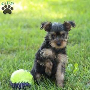 Lasso, Yorkie Puppy