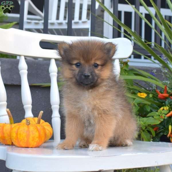 Latte, Pomeranian Puppy