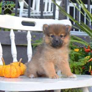 Latte, Pomeranian Puppy