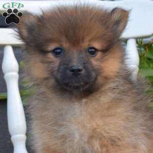 Latte, Pomeranian Puppy