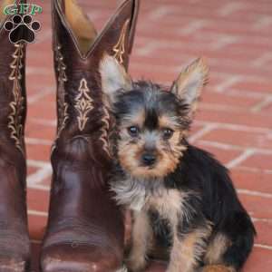 Latte, Yorkie Puppy