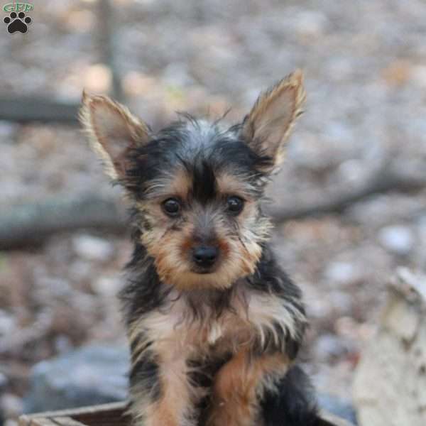 Latte, Yorkie Puppy
