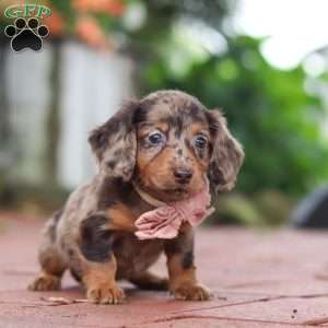 Laura, Dachshund Puppy