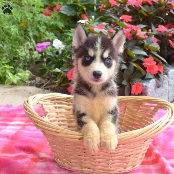 Laura, Siberian Husky Puppy