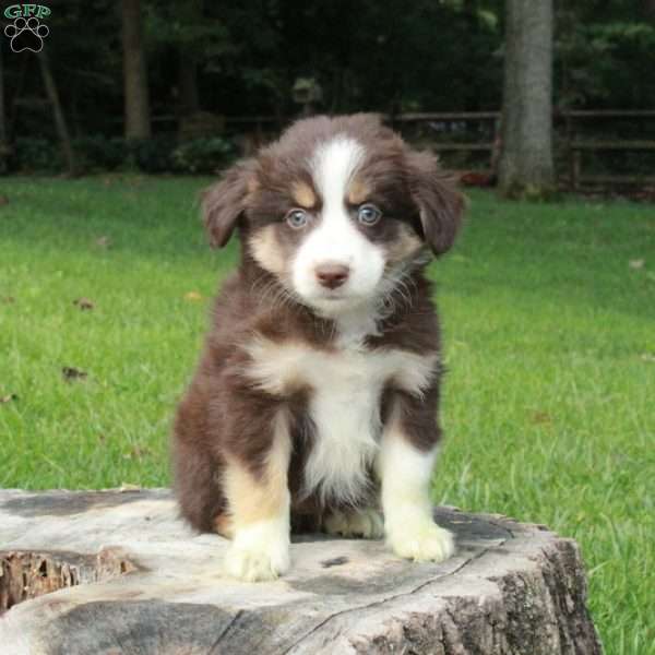 Laura, Australian Shepherd Puppy