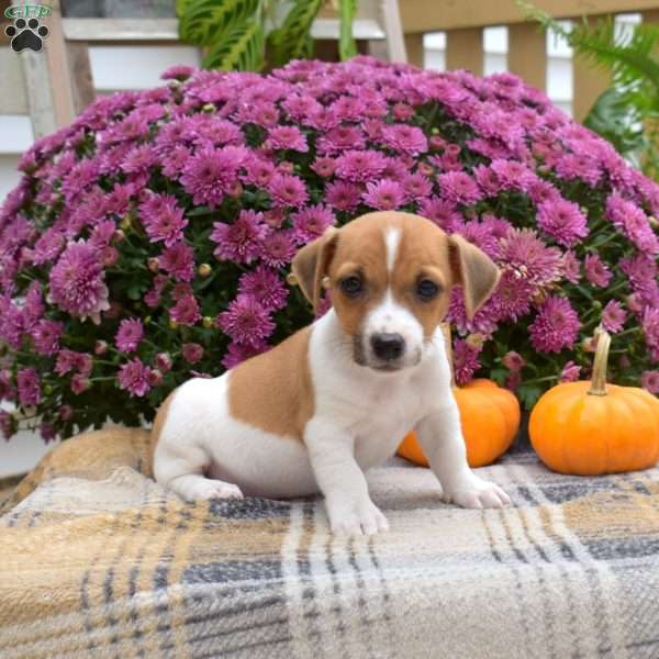 Laura, Jack Russell Terrier Puppy