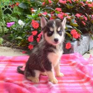 Laura, Siberian Husky Puppy