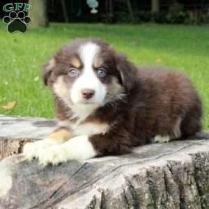 Laura, Australian Shepherd Puppy