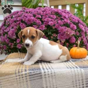 Laura, Jack Russell Terrier Puppy