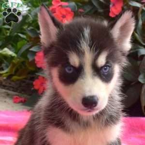 Laura, Siberian Husky Puppy