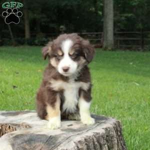 Laura, Australian Shepherd Puppy