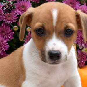 Laura, Jack Russell Terrier Puppy